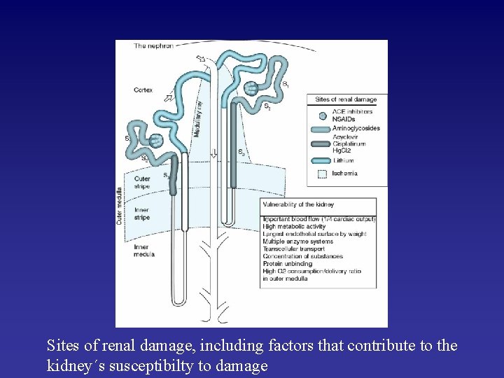 Sites of renal damage, including factors that contribute to the kidney´s susceptibilty to damage