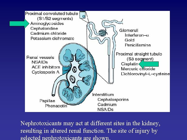 Nephrotoxicants may act at different sites in the kidney, resulting in altered renal function.