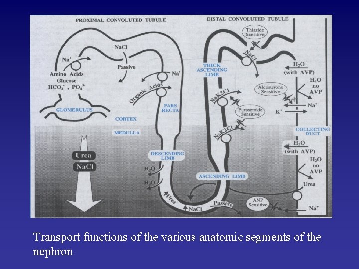 Transport functions of the various anatomic segments of the nephron 