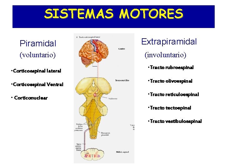 SISTEMAS MOTORES Piramidal (voluntario) Extrapiramidal (involuntario) • Corticoespinal lateral • Tracto rubroespinal • Corticoespinal