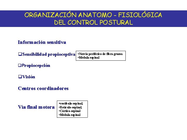 ORGANIZACIÓN ANATOMO - FISIOLÓGICA DEL CONTROL POSTURAL Información sensitiva q. Sensibilidad propioceptiva • Nervio