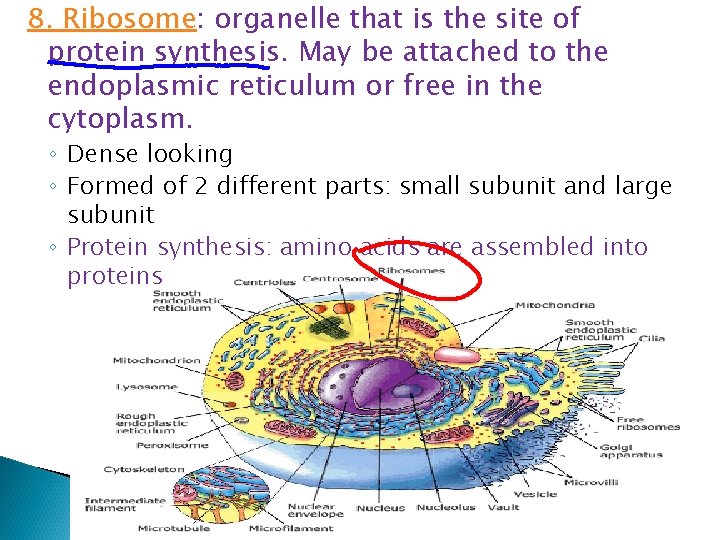 8. Ribosome: organelle that is the site of protein synthesis. May be attached to