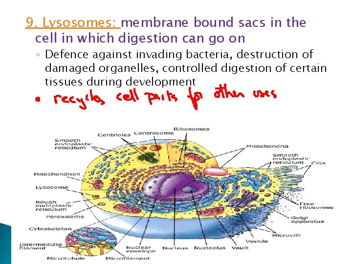 9. Lysosomes: membrane bound sacs in the cell in which digestion can go on