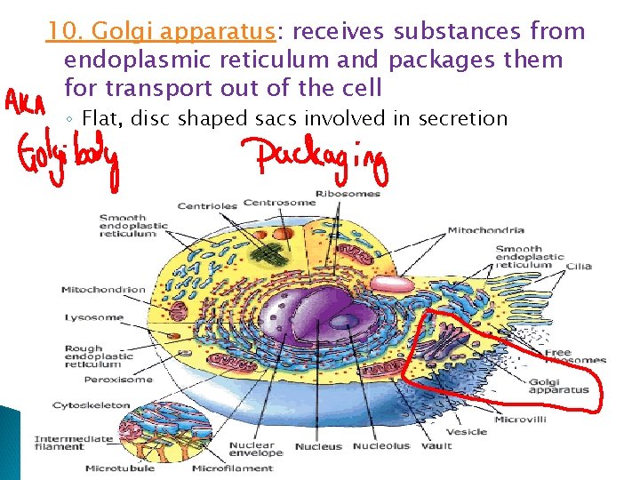 10. Golgi apparatus: receives substances from endoplasmic reticulum and packages them for transport out