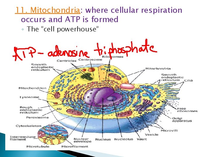 11. Mitochondria: where cellular respiration occurs and ATP is formed ◦ The “cell powerhouse”