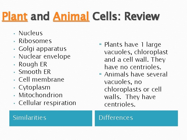 Plant and Animal Cells: Review • • • Nucleus Ribosomes Golgi apparatus Nuclear envelope