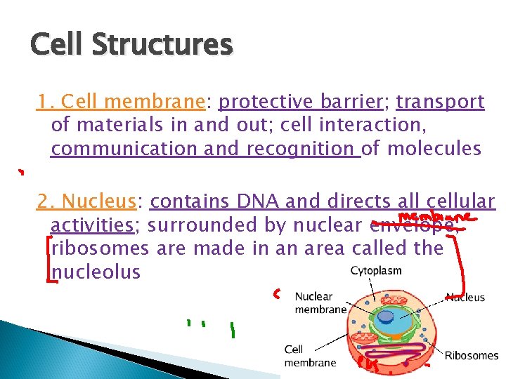 Cell Structures 1. Cell membrane: protective barrier; transport of materials in and out; cell