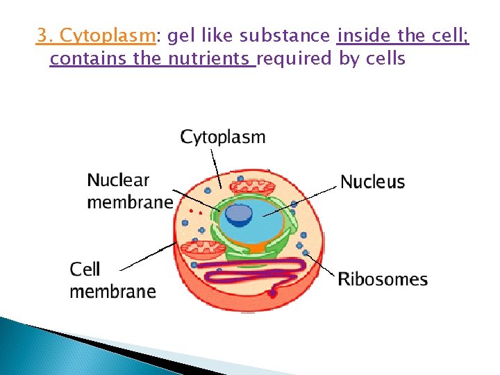 3. Cytoplasm: gel like substance inside the cell; contains the nutrients required by cells