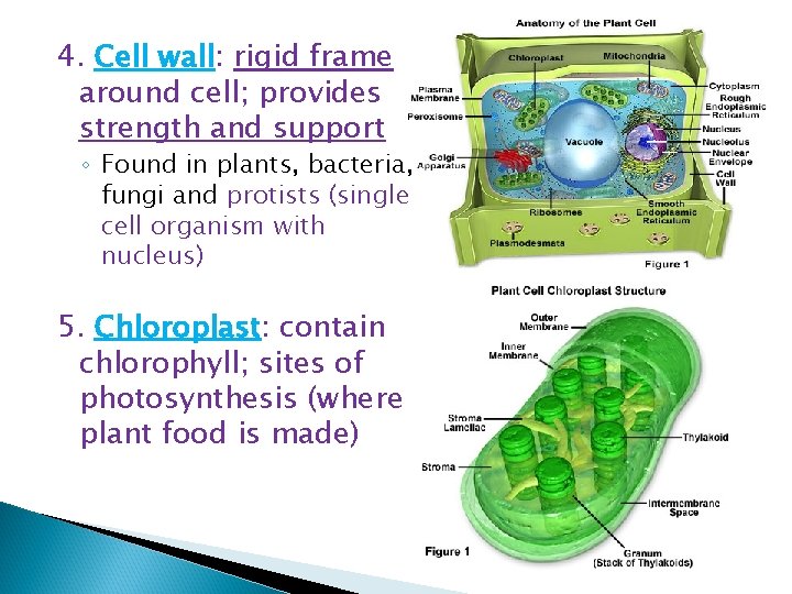 4. Cell wall: rigid frame around cell; provides strength and support ◦ Found in