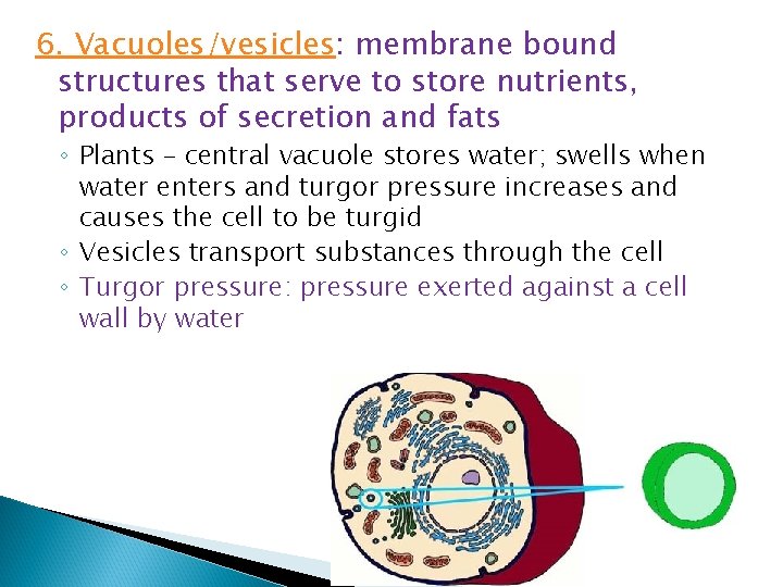 6. Vacuoles/vesicles: membrane bound structures that serve to store nutrients, products of secretion and