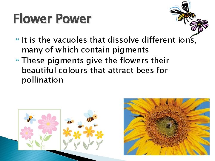 Flower Power It is the vacuoles that dissolve different ions, many of which contain