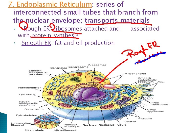 7. Endoplasmic Reticulum: series of interconnected small tubes that branch from the nuclear envelope;