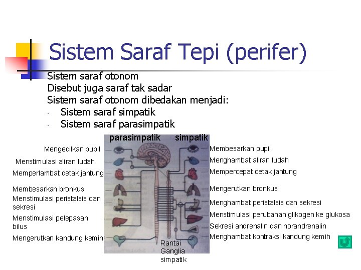 Sistem Saraf Tepi (perifer) Sistem saraf otonom Disebut juga saraf tak sadar Sistem saraf