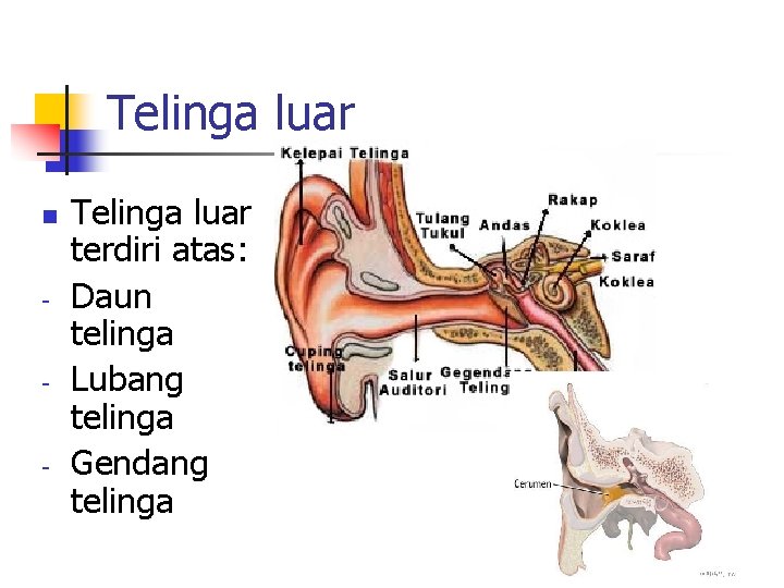 Telinga luar n - - - Telinga luar terdiri atas: Daun telinga Lubang telinga