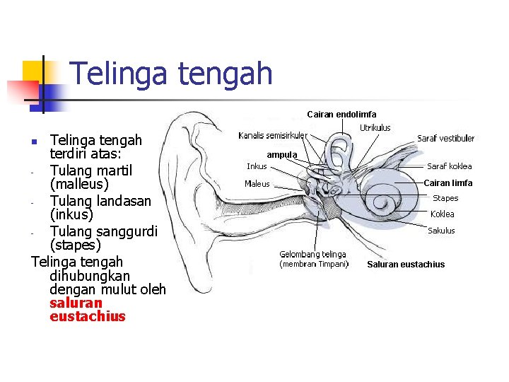 Telinga tengah Cairan endolimfa Telinga tengah terdiri atas: Tulang martil (malleus) Tulang landasan (inkus)