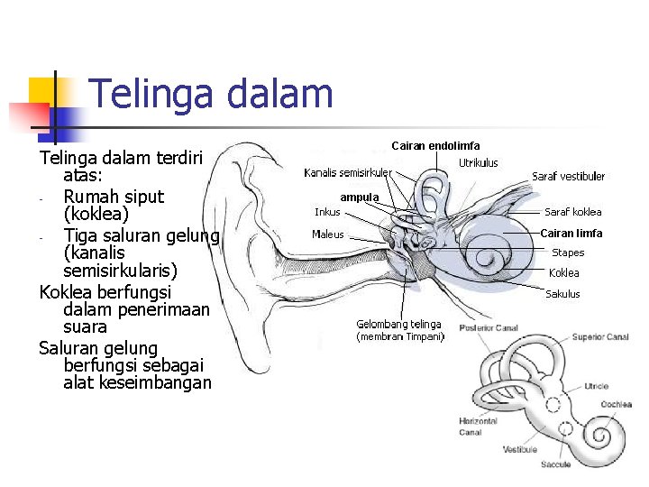 Telinga dalam terdiri atas: Rumah siput (koklea) Tiga saluran gelung (kanalis semisirkularis) Koklea berfungsi