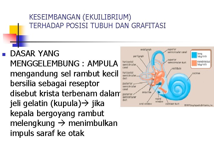 KESEIMBANGAN (EKUILIBRIUM) TERHADAP POSISI TUBUH DAN GRAFITASI n DASAR YANG MENGGELEMBUNG : AMPULA mengandung