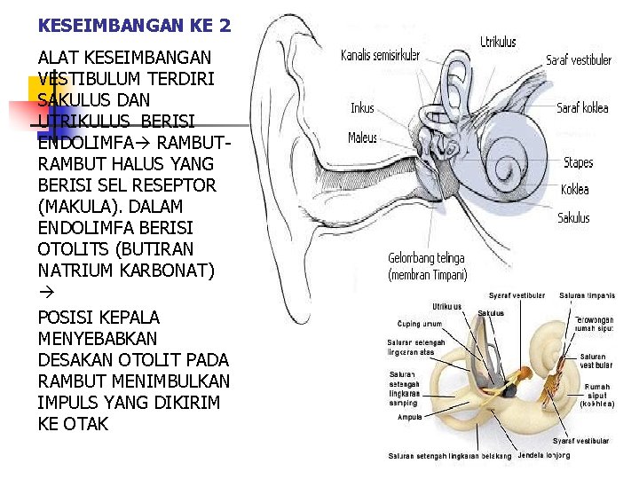 KESEIMBANGAN KE 2 ALAT KESEIMBANGAN VESTIBULUM TERDIRI SAKULUS DAN UTRIKULUS BERISI ENDOLIMFA RAMBUT HALUS