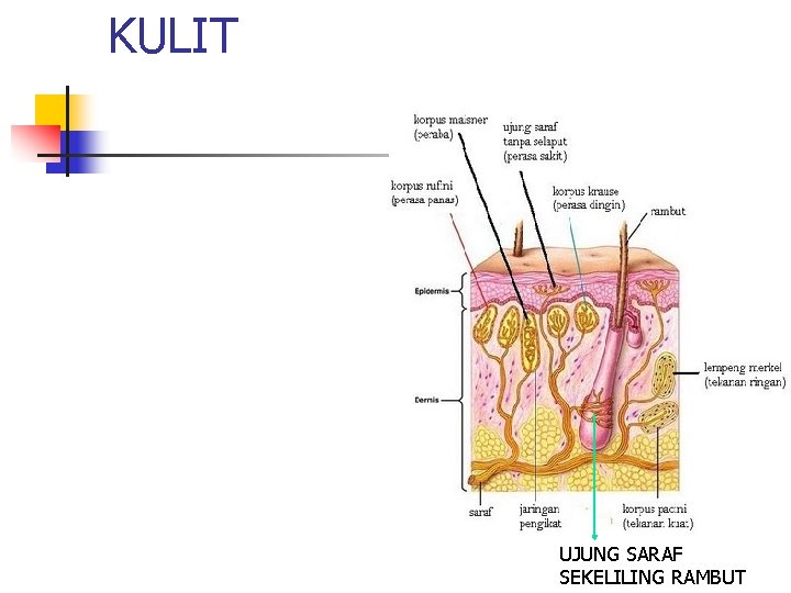 KULIT UJUNG SARAF SEKELILING RAMBUT 