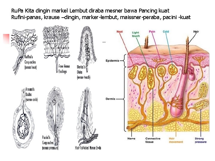 Ru. Pa Kita dingin markel Lembut diraba mesner bawa Pancing kuat Rufini-panas, krause –dingin,