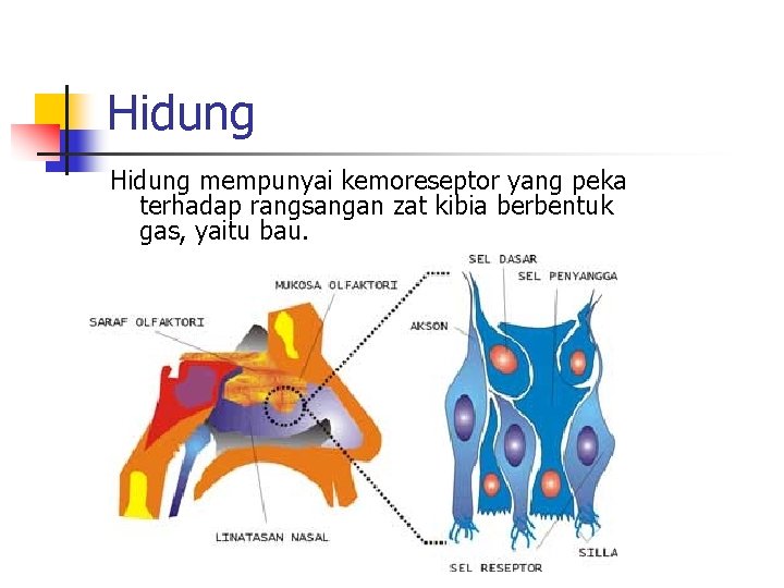 Hidung mempunyai kemoreseptor yang peka terhadap rangsangan zat kibia berbentuk gas, yaitu bau. 