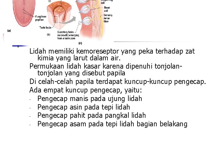 Lidah memiliki kemoreseptor yang peka terhadap zat kimia yang larut dalam air. Permukaan lidah