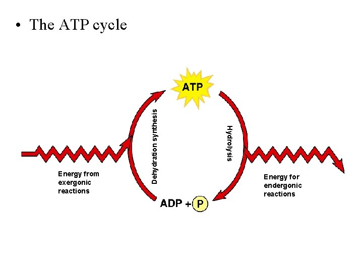 Hydrolysis Energy from exergonic reactions Dehydration synthesis • The ATP cycle Energy for endergonic
