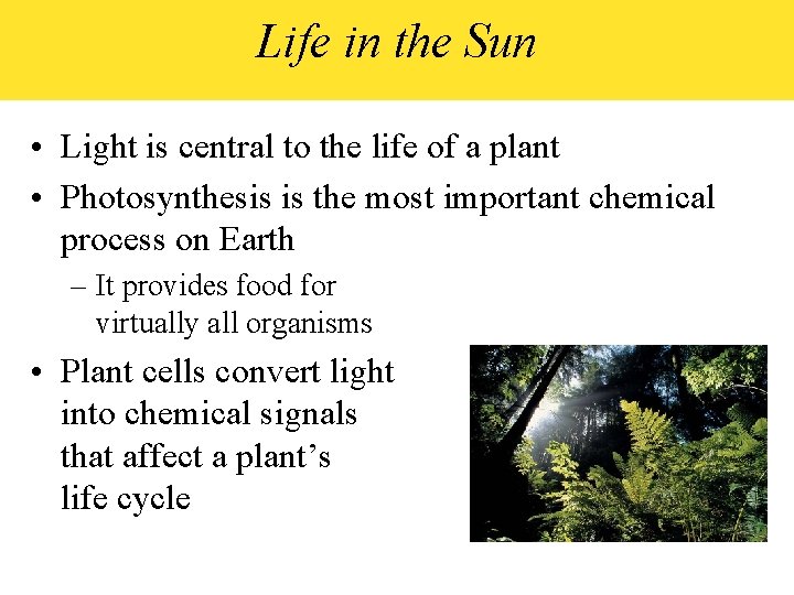 Life in the Sun • Light is central to the life of a plant