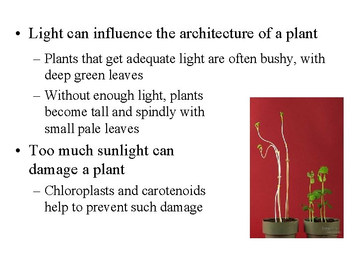  • Light can influence the architecture of a plant – Plants that get