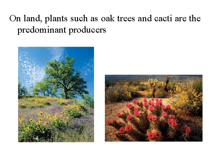 On land, plants such as oak trees and cacti are the predominant producers 