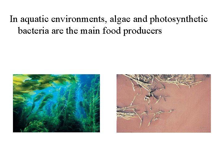 In aquatic environments, algae and photosynthetic bacteria are the main food producers 