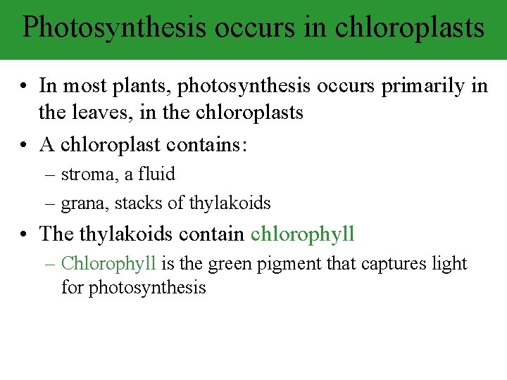 Photosynthesis occurs in chloroplasts • In most plants, photosynthesis occurs primarily in the leaves,