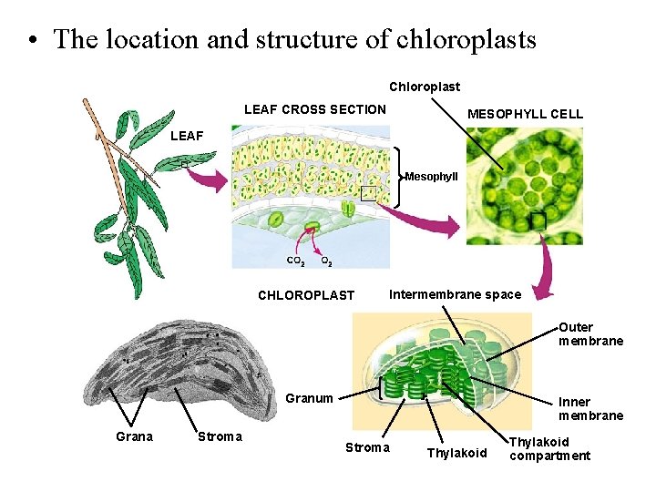  • The location and structure of chloroplasts Chloroplast LEAF CROSS SECTION MESOPHYLL CELL