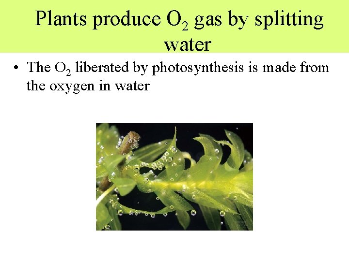 Plants produce O 2 gas by splitting water • The O 2 liberated by