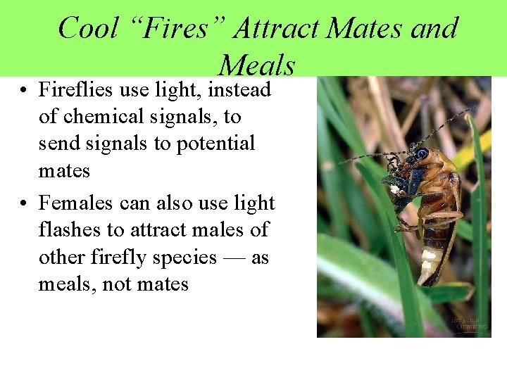 Cool “Fires” Attract Mates and Meals • Fireflies use light, instead of chemical signals,