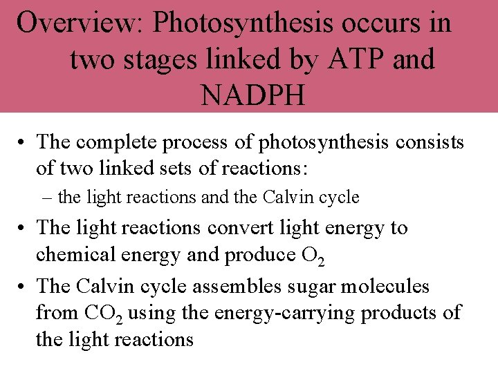 Overview: Photosynthesis occurs in two stages linked by ATP and NADPH • The complete