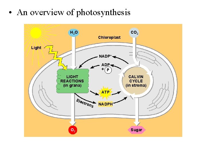  • An overview of photosynthesis H 2 O Chloroplast CO 2 Light NADP+