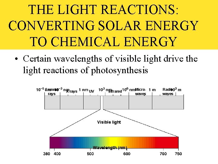 THE LIGHT REACTIONS: CONVERTING SOLAR ENERGY TO CHEMICAL ENERGY • Certain wavelengths of visible