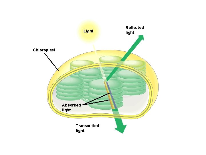 Light Chloroplast Absorbed light Transmitted light Reflected light 