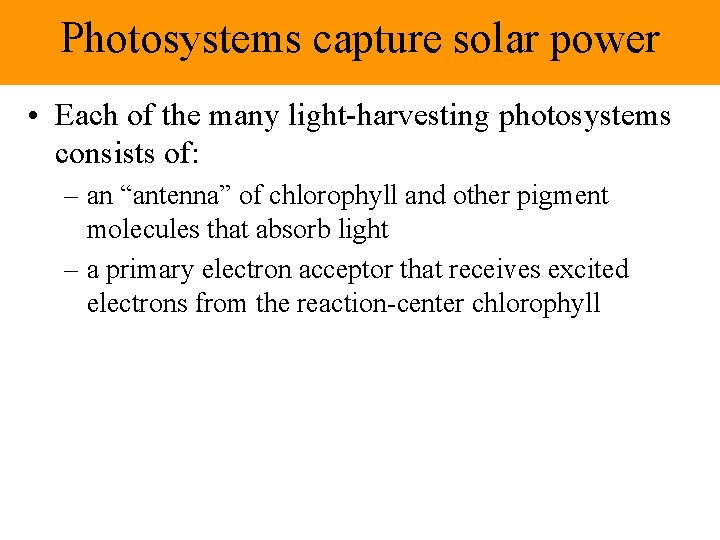 Photosystems capture solar power • Each of the many light-harvesting photosystems consists of: –