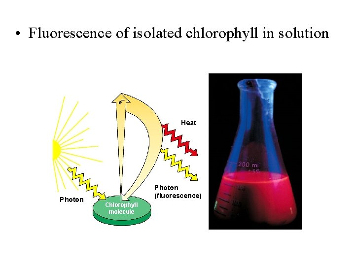  • Fluorescence of isolated chlorophyll in solution Heat Photon (fluorescence) Chlorophyll molecule 