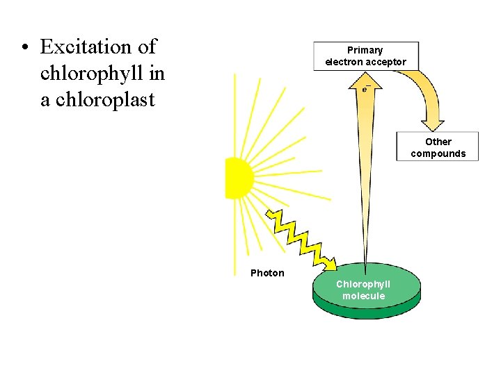  • Excitation of chlorophyll in a chloroplast Primary electron acceptor Other compounds Photon