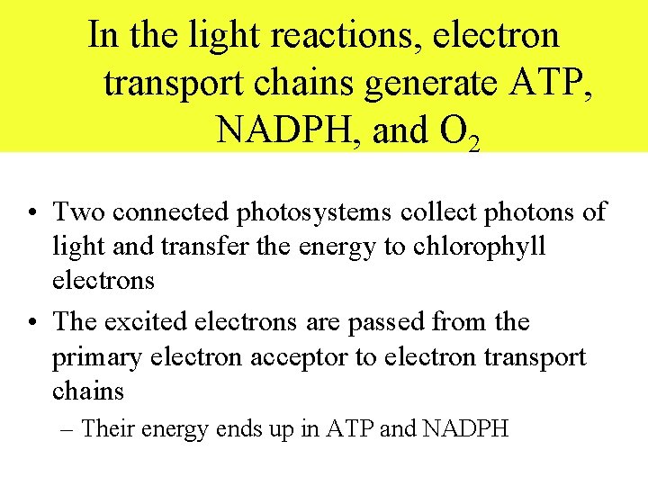 In the light reactions, electron transport chains generate ATP, NADPH, and O 2 •
