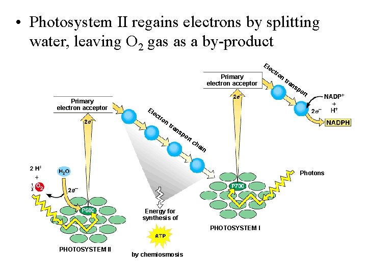 • Photosystem II regains electrons by splitting water, leaving O 2 gas as