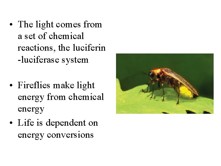  • The light comes from a set of chemical reactions, the luciferin -luciferase