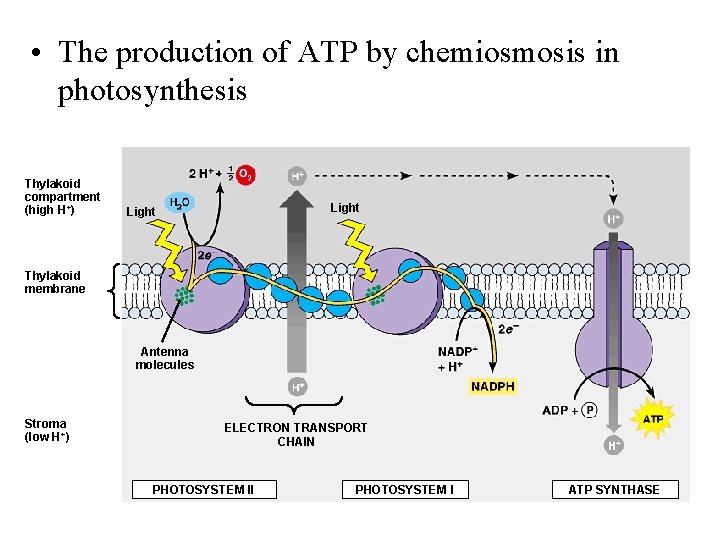  • The production of ATP by chemiosmosis in photosynthesis Thylakoid compartment (high H+)