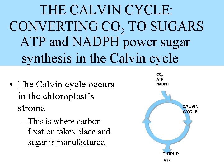 THE CALVIN CYCLE: CONVERTING CO 2 TO SUGARS ATP and NADPH power sugar synthesis