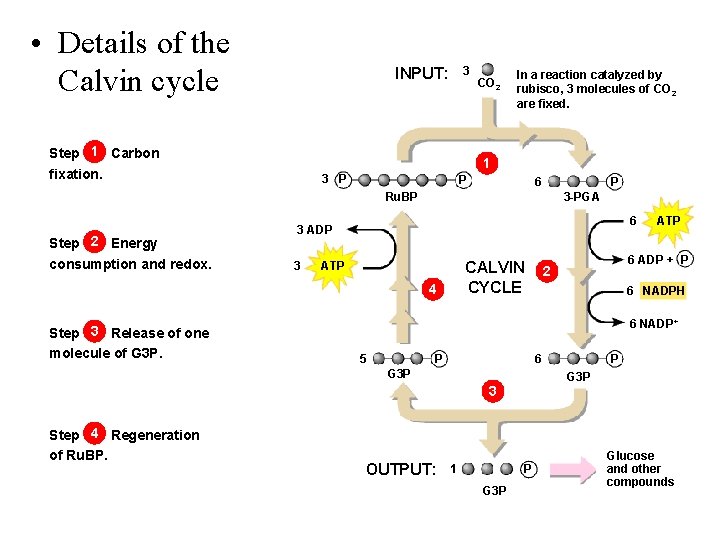  • Details of the Calvin cycle 3 INPUT: Step 1 Carbon fixation. CO