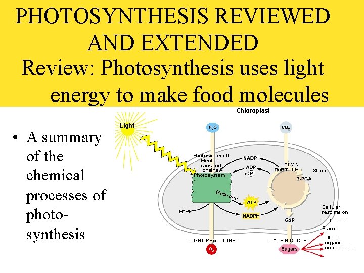 PHOTOSYNTHESIS REVIEWED AND EXTENDED Review: Photosynthesis uses light energy to make food molecules Chloroplast