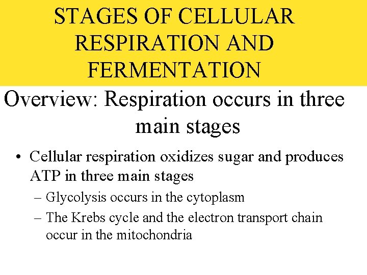 STAGES OF CELLULAR RESPIRATION AND FERMENTATION Overview: Respiration occurs in three main stages •
